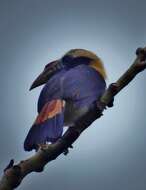 Image of Mindoro Hornbill