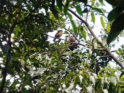 Image of Rufous-bellied Thrush