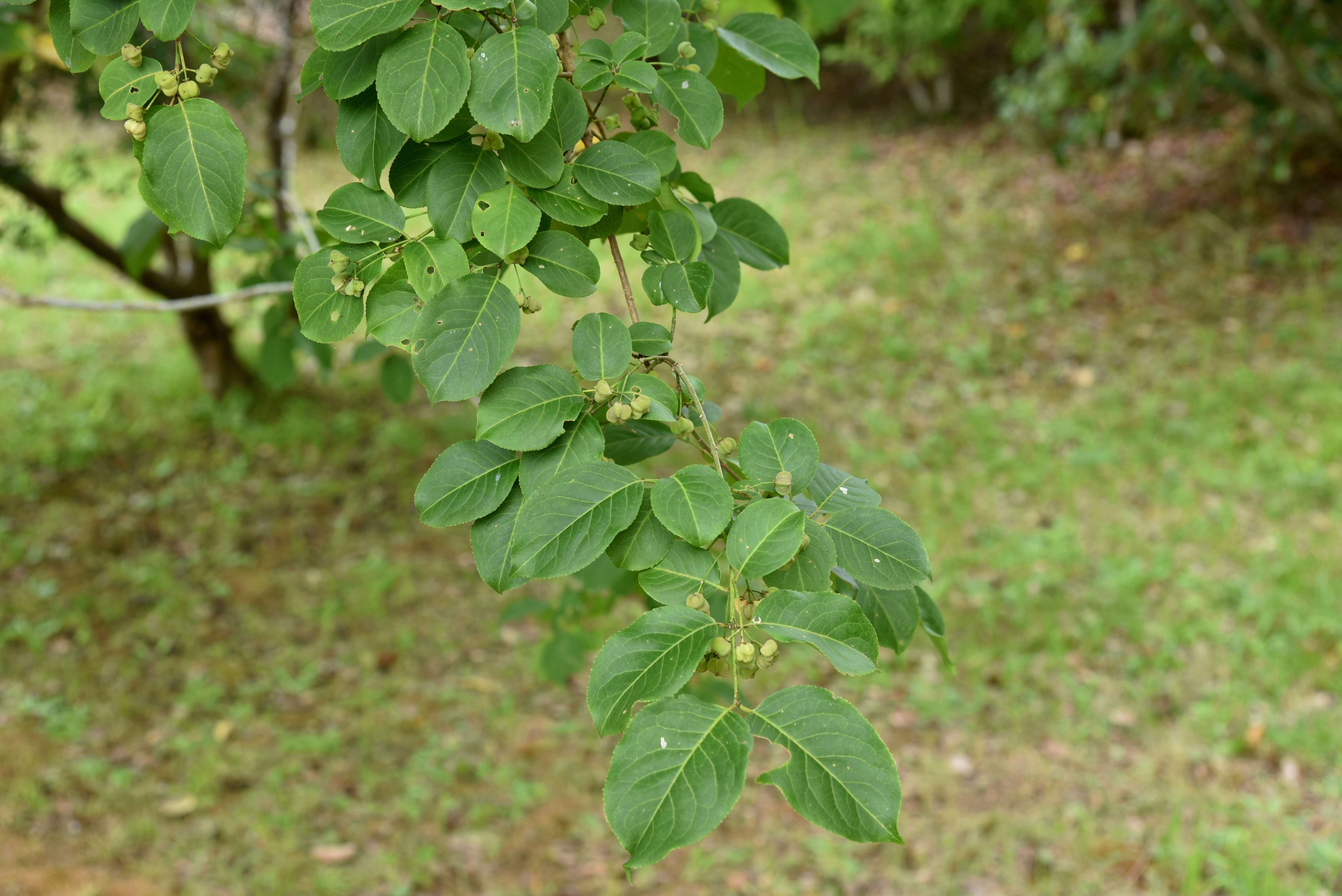 Image of Hamilton's spindletree