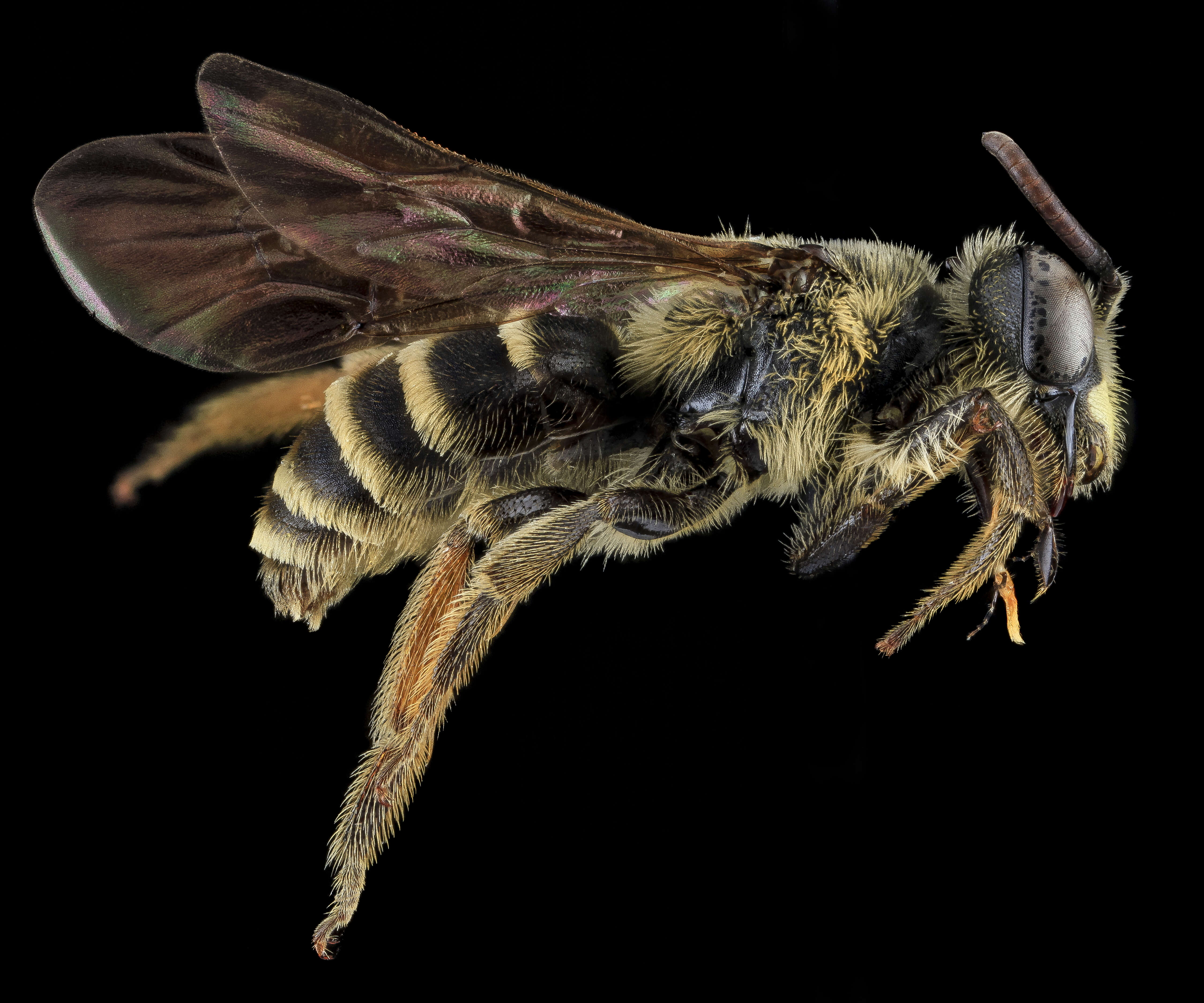 Image of Andrena fulvipennis Smith 1853