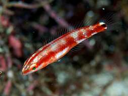 Image of Goldstripe wrasse