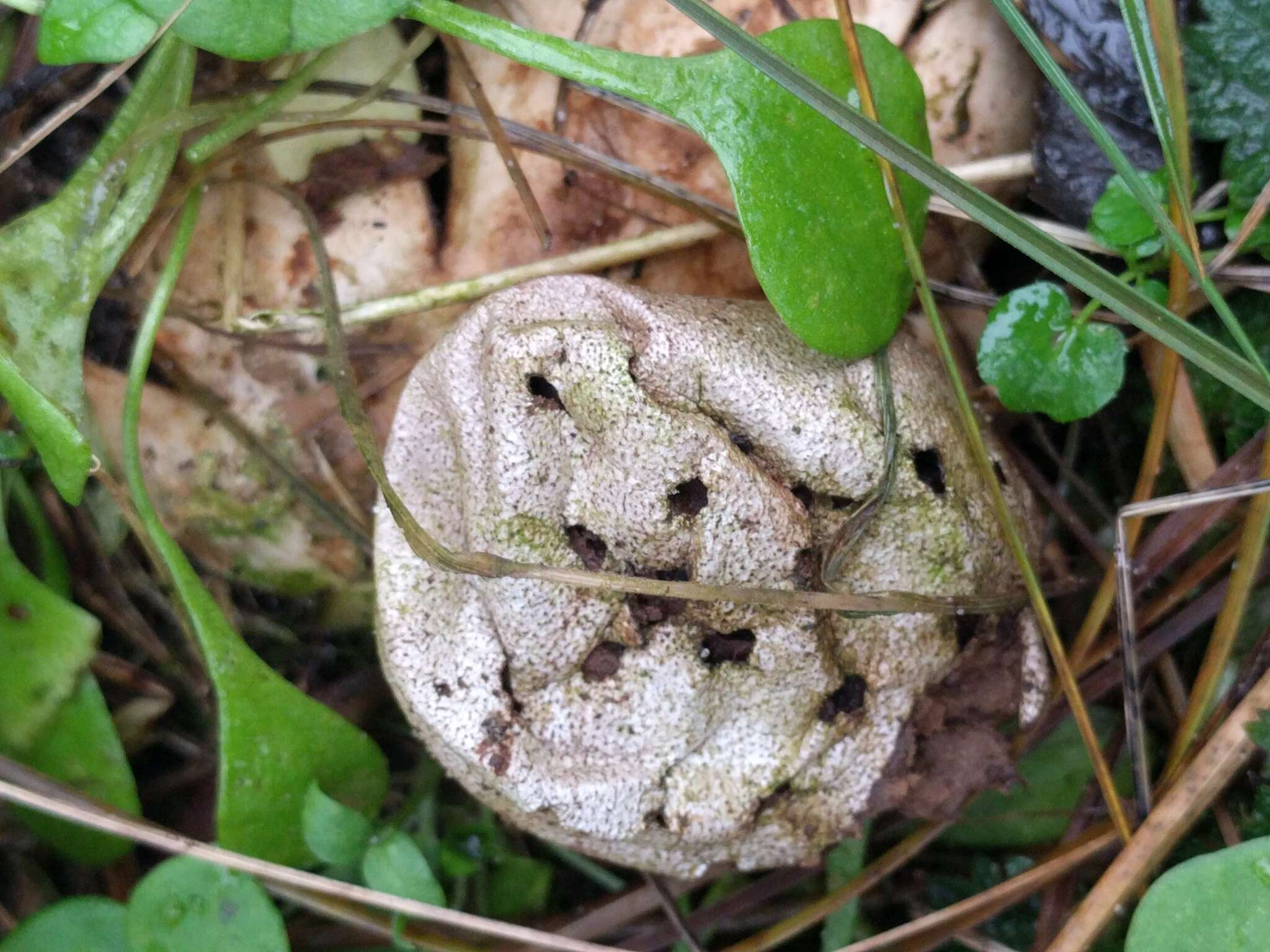 Image de Myriostoma coliforme (Dicks.) Corda 1842