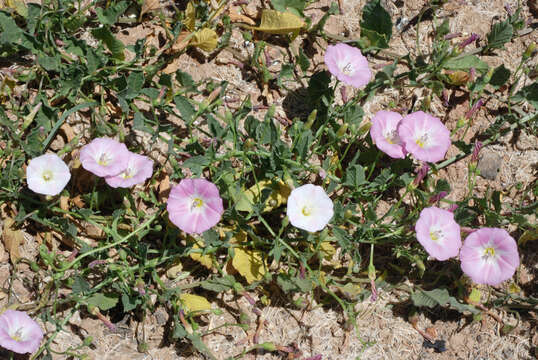 Image of Field Bindweed