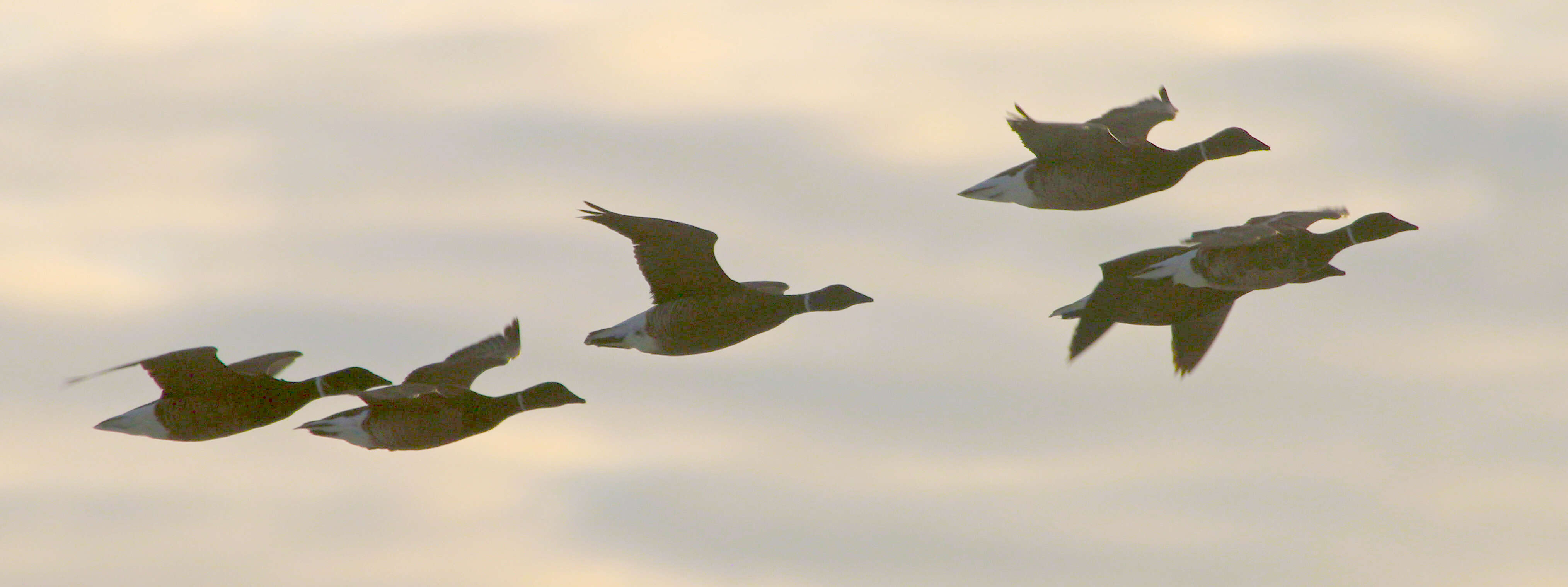 Image of Grey-bellied Brent Goose