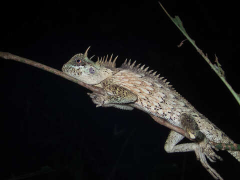 Image of Acanthosaura cardamomensis Wood, Grismer, Grismer, Neang, Chav & Holden 2010