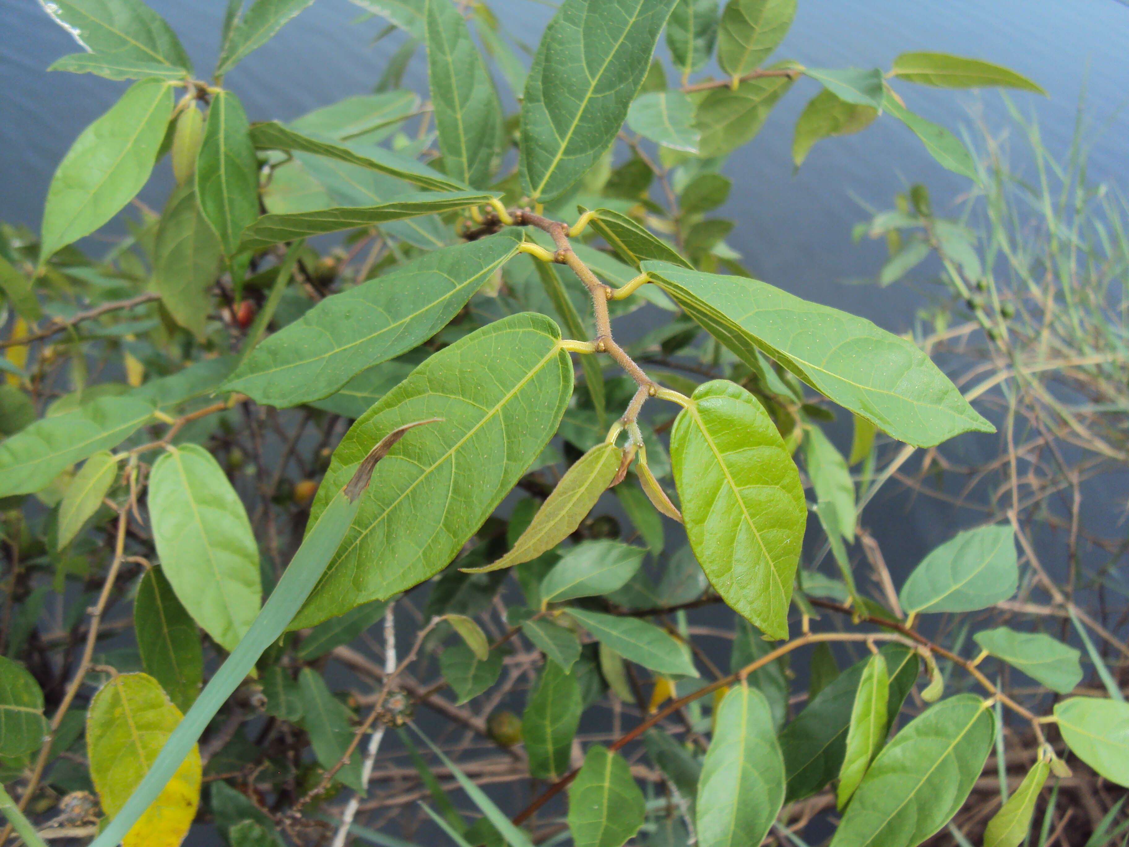 Image of Ficus heterophylla L. fil.