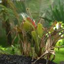 Imagem de Billbergia chlorantha L. B. Sm.