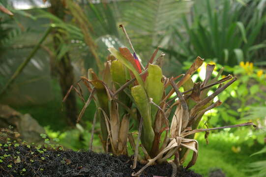 Image of Billbergia chlorantha L. B. Sm.