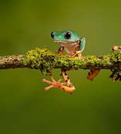 Image of Leaf Frogs