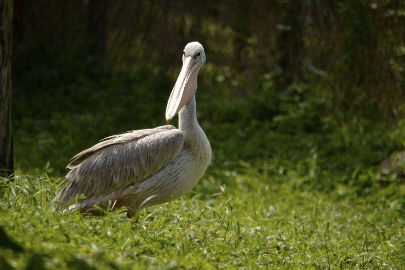 Image of Pink-backed Pelican