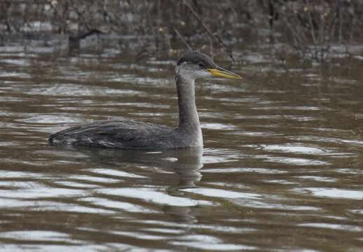 Image of Red-necked Grebe