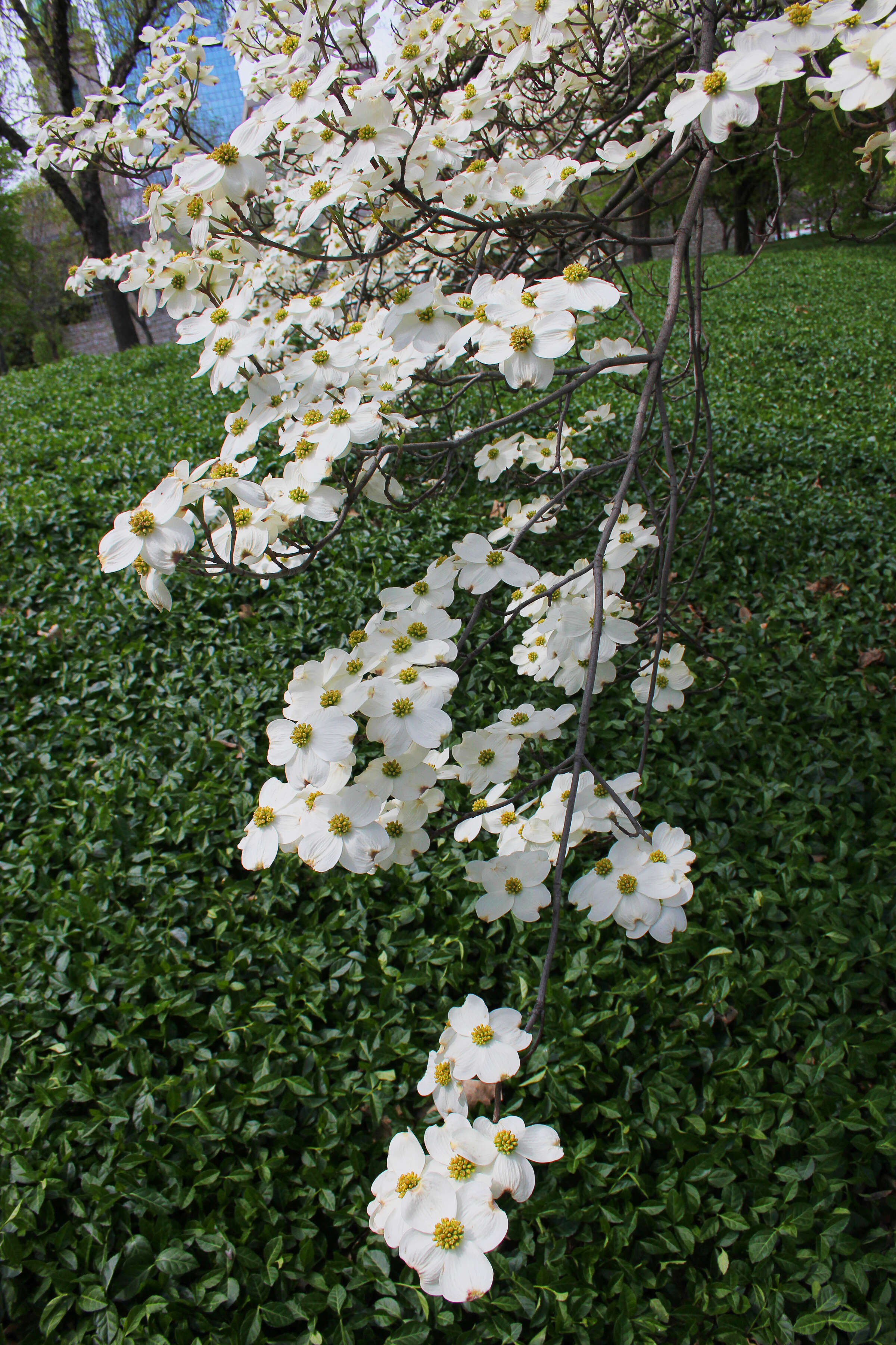 Image of flowering dogwood