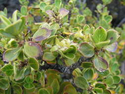 Image of alpine mirrorplant