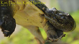 Image of Northern Chinese softshell turtle