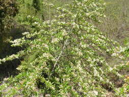 Image de Pyracantha crenulata (D. Don) M. Roemer