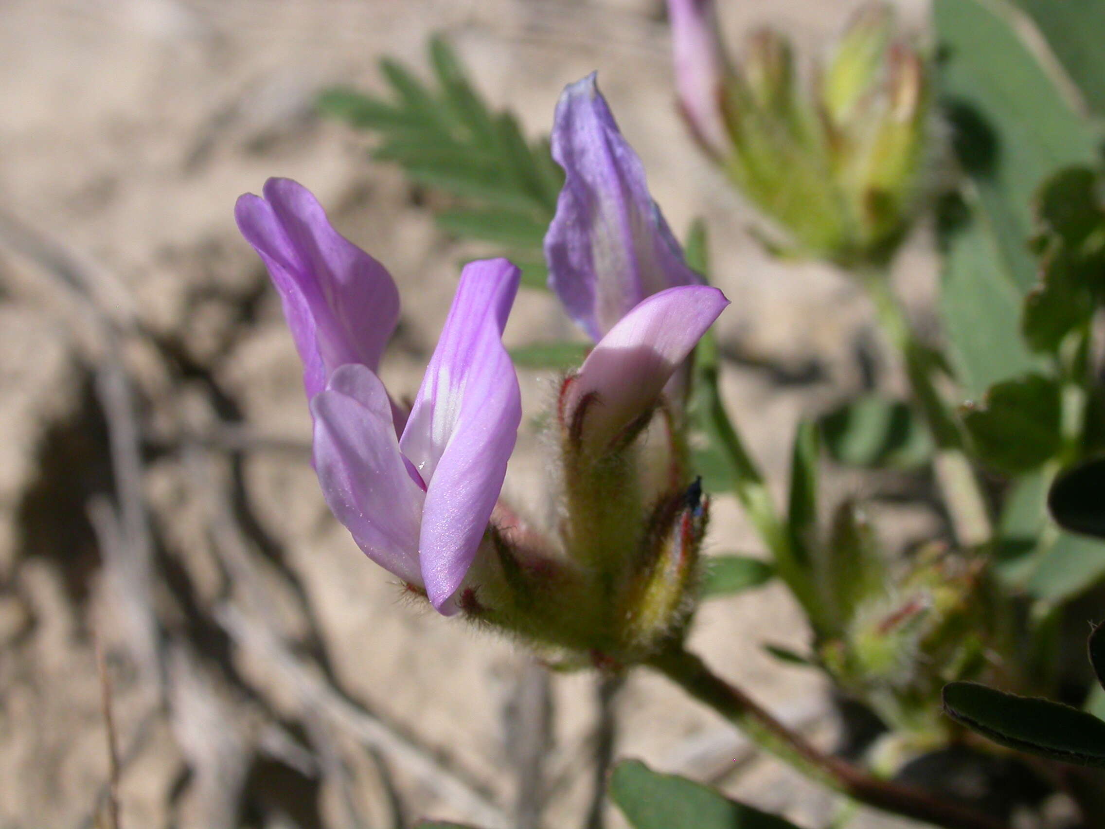 Image of browse milkvetch