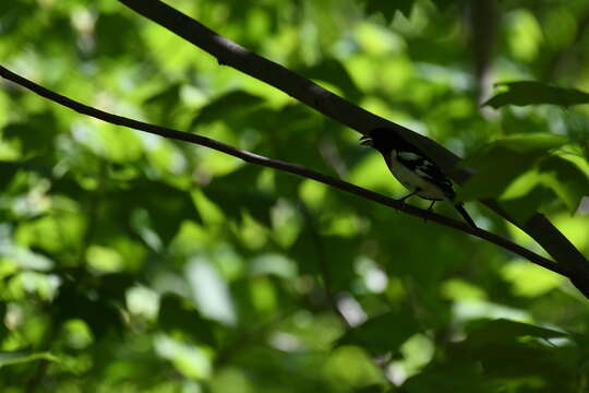 Image of Rose-breasted Grosbeak