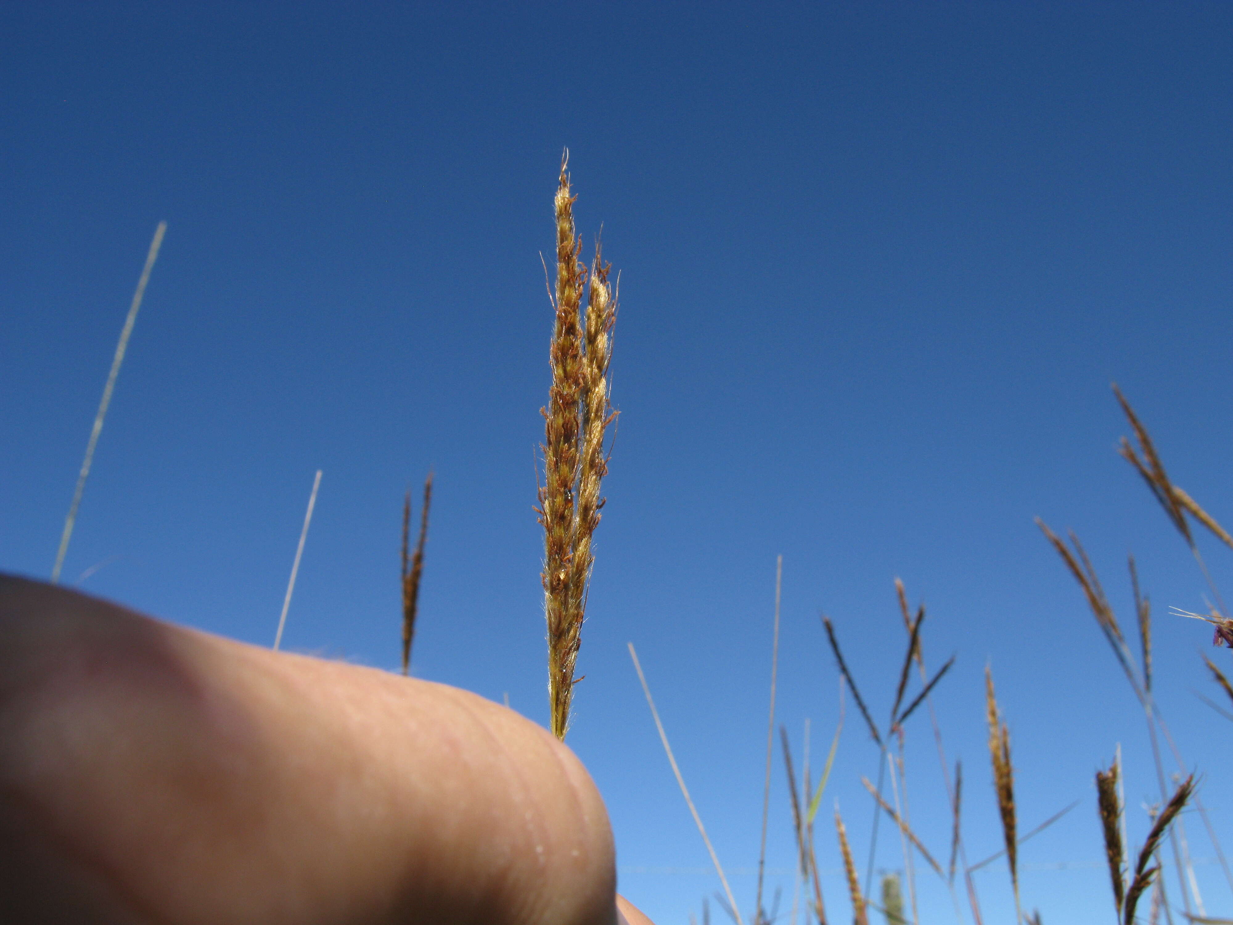 Image of Golden velvet grass