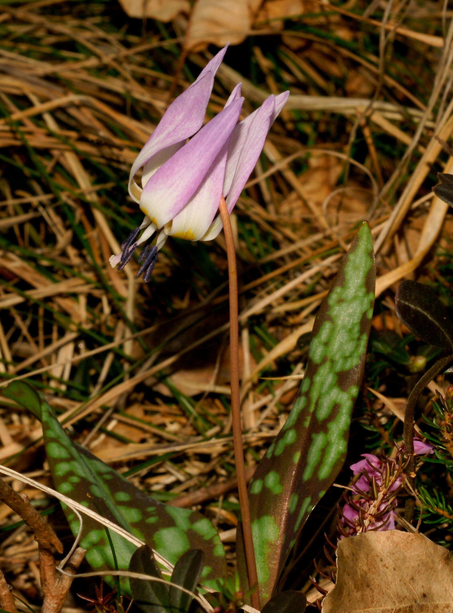 Image of Dog tooth lily