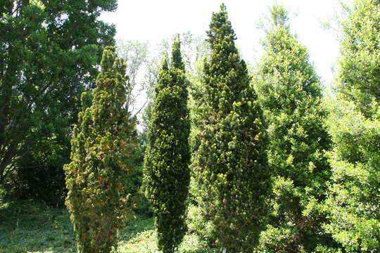 Image of Taxus × media