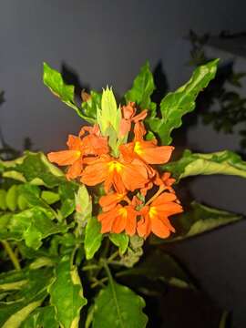 Imagem de Crossandra infundibuliformis (L.) Nees