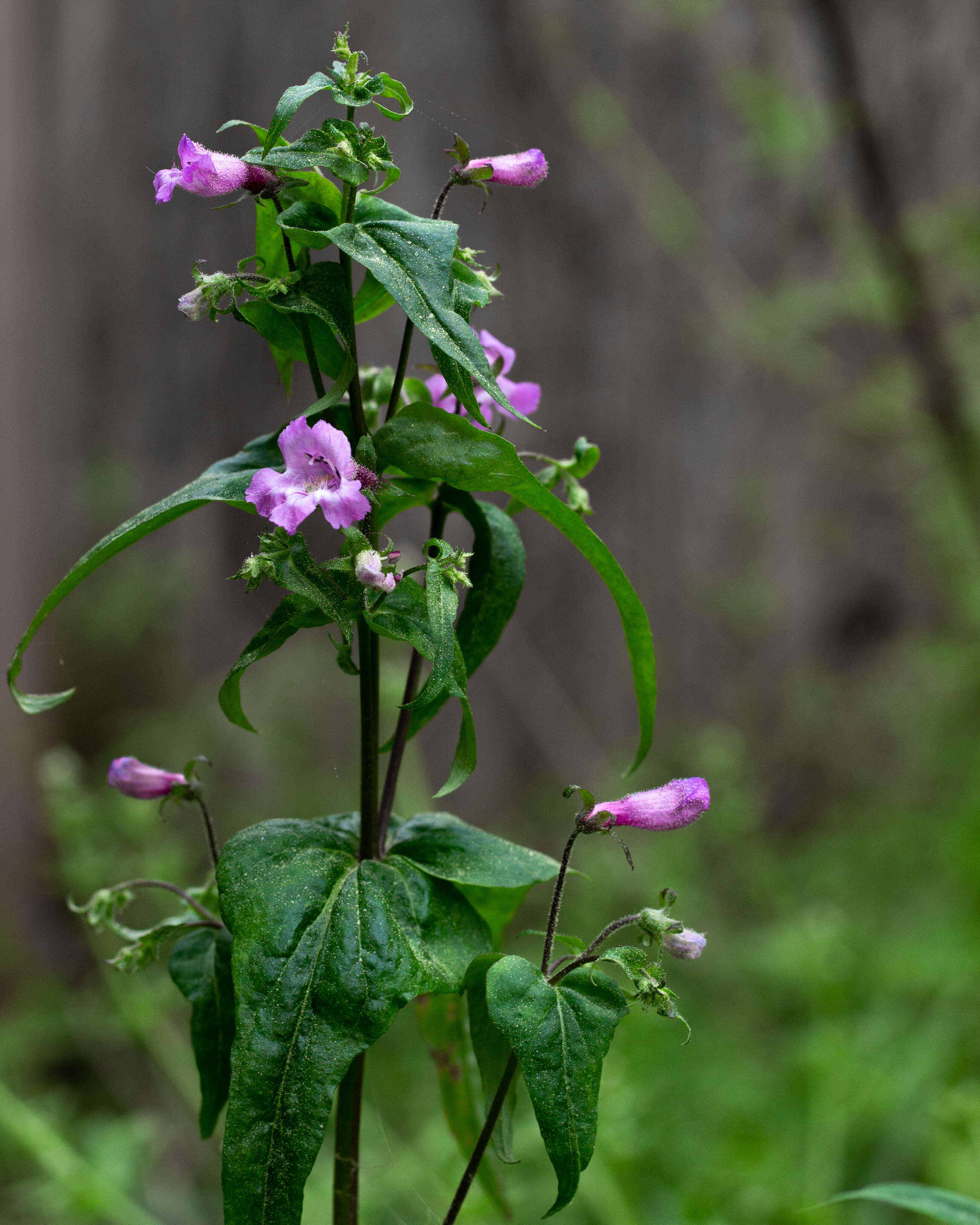 Image of sharpsepal beardtongue