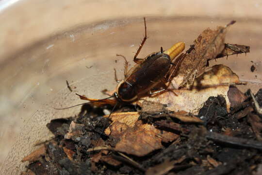 Image of Pennsylvania Wood Cockroach