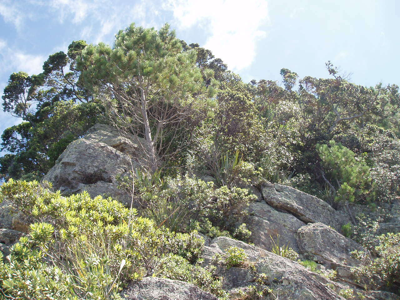 Image of Maritime Pine