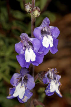 Image de Salvia muirii L. Bolus