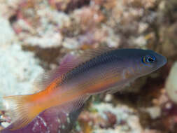 Image of Raja dottyback