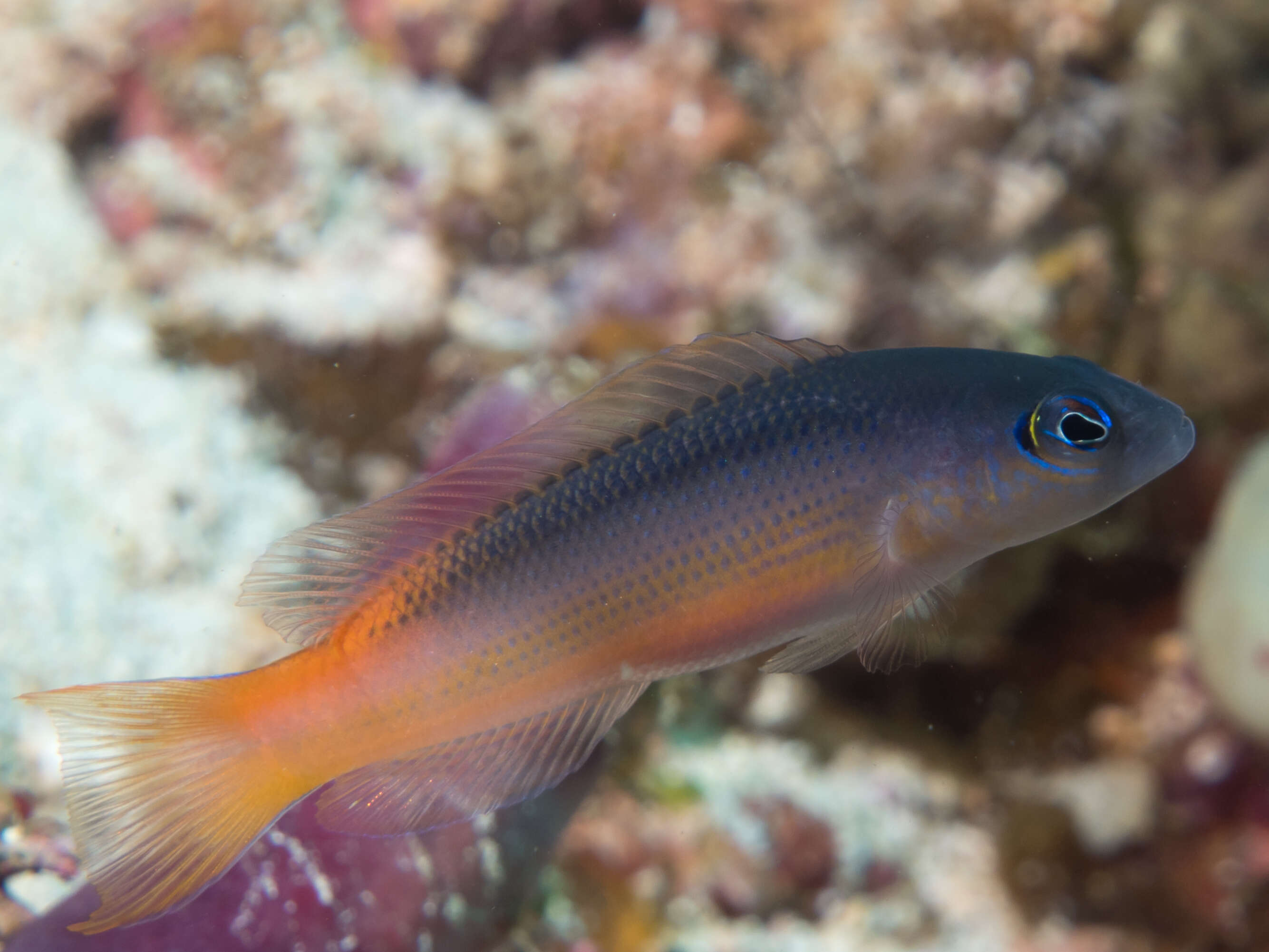 Слика од Pseudochromis ammeri Gill, Allen & Erdmann 2012