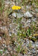 Sivun Achillea arabica Kotschy kuva