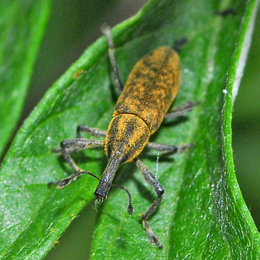 Image of Lixus fasciculatus Boheman 1836