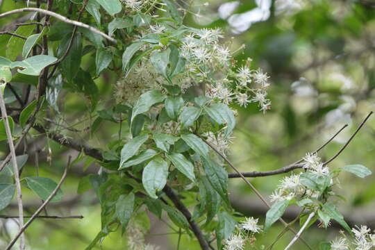 Image of Clematis javana DC.