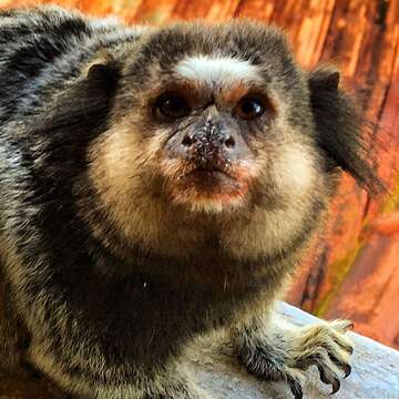 Image of Black-pencilled Marmoset