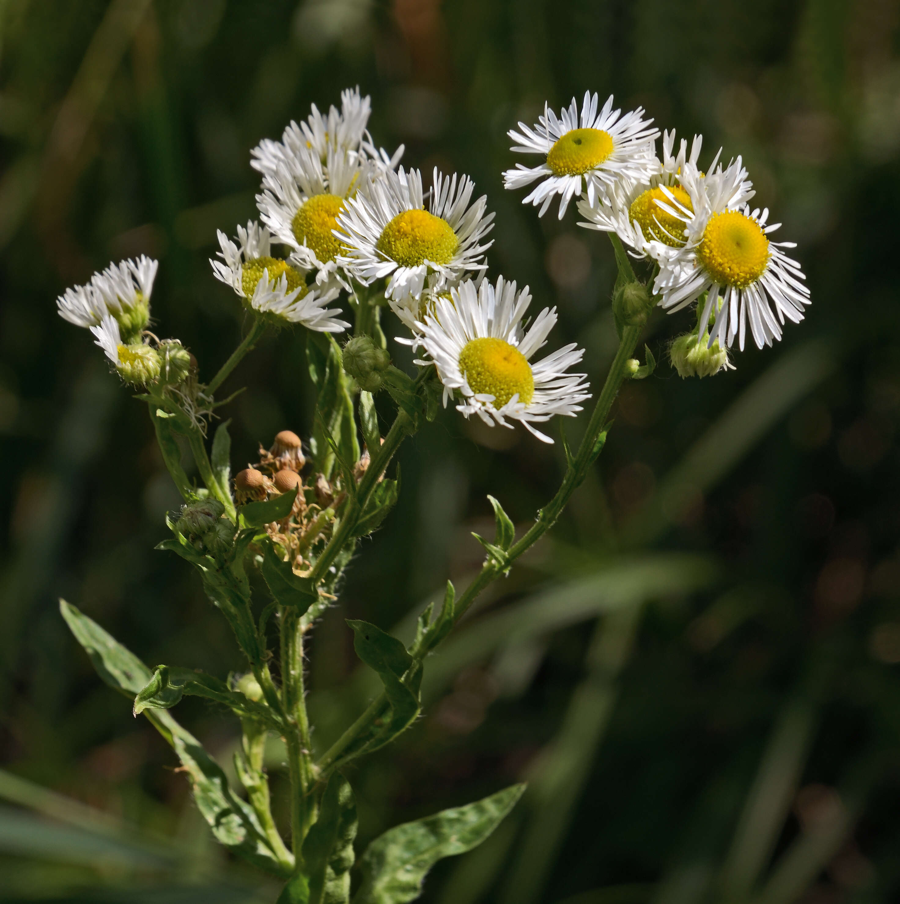 Image of eastern daisy fleabane