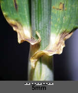 Image of common barley