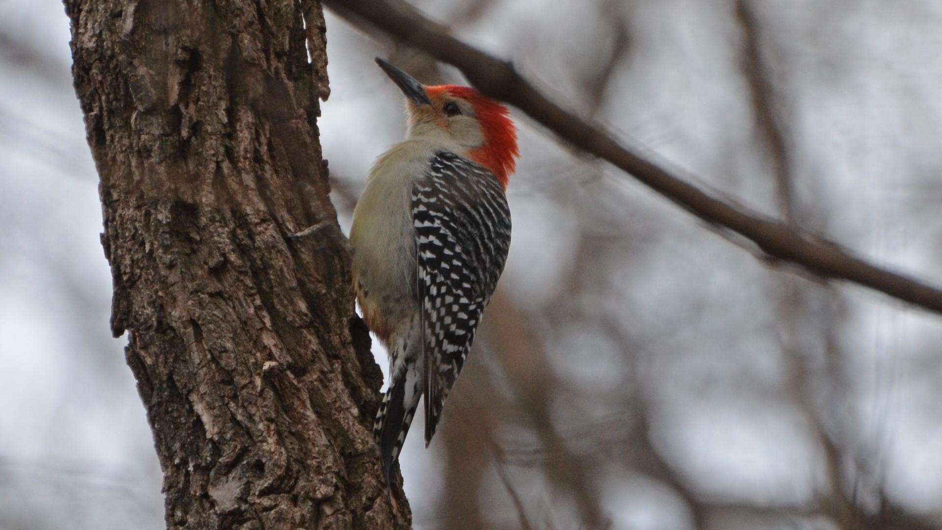 Image of Red-bellied Woodpecker