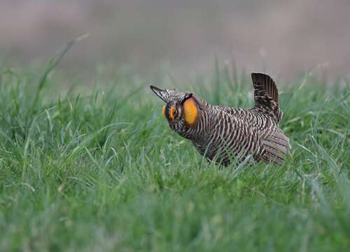 Image of Greater Prairie Chicken