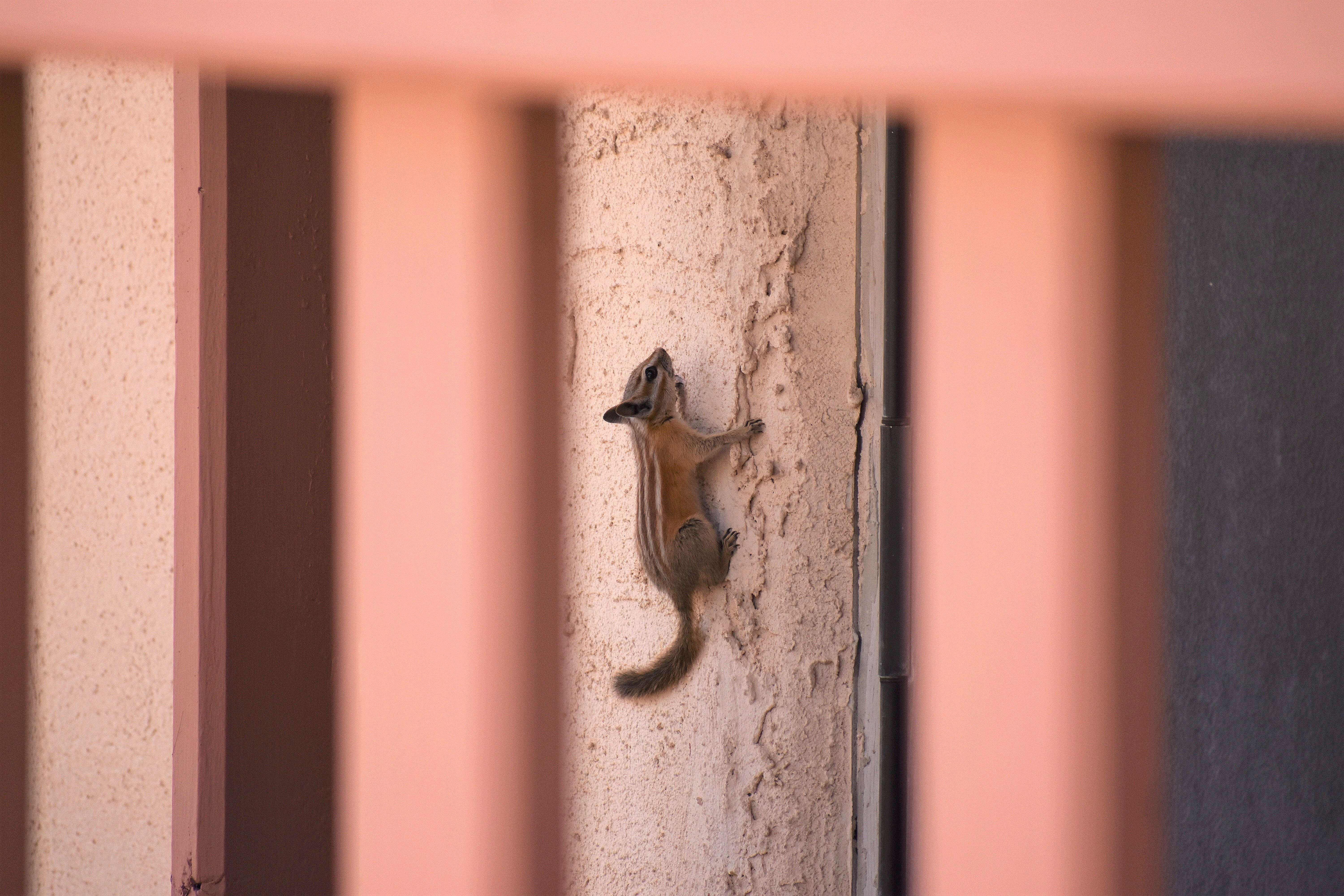 Image of Siberian Chipmunk