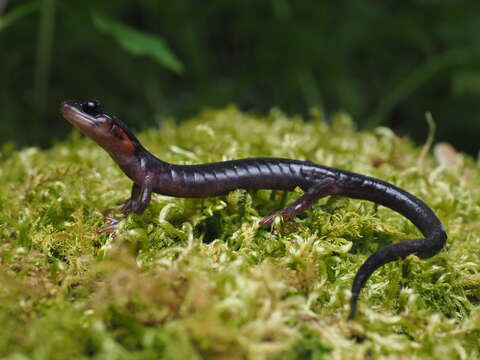 Image of Jordan's Salamander