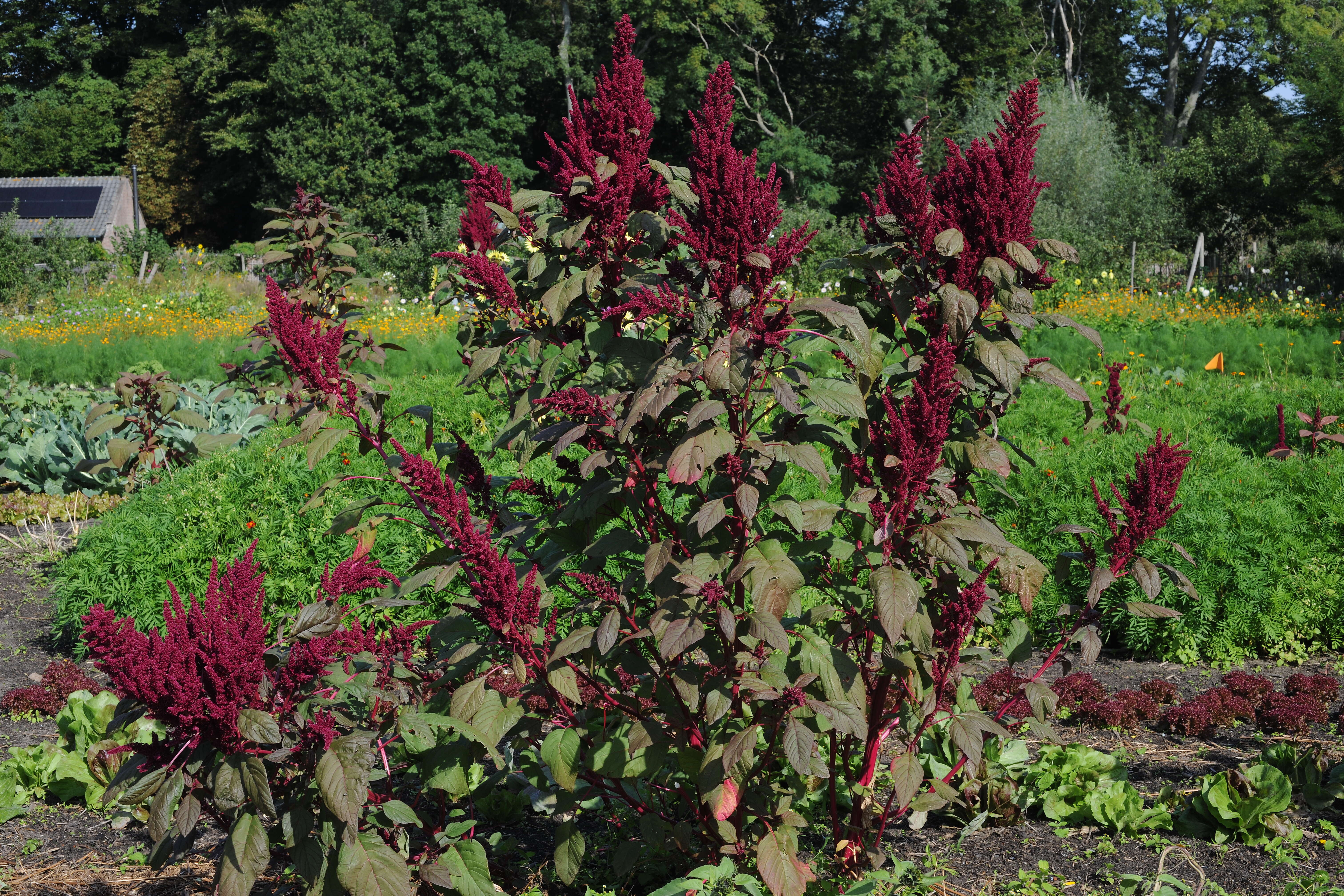 Imagem de Amaranthus caudatus L.