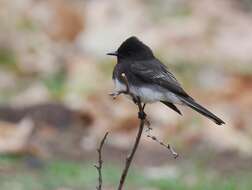 Image of Eastern Phoebe