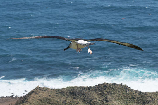 Image de Albatros de Carter