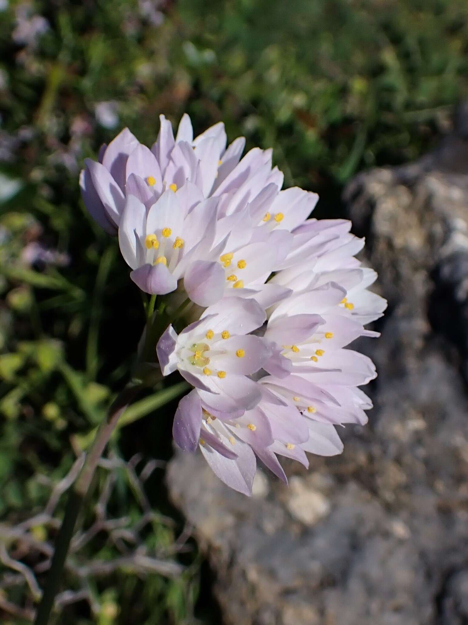 Image of Allium roseum L.