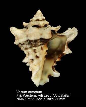 Image of Vasum armatum (Broderip 1833)