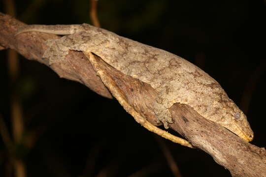 Image of New Caledonia Giant Gecko