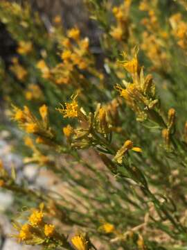 Image of green rabbitbrush