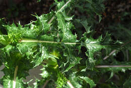 Слика од Sonchus asper (L.) Hill