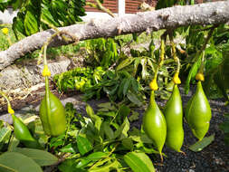 Image de Castanospermum